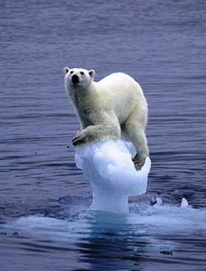 Eisbär und Klimawandel - Foto: Greenaction