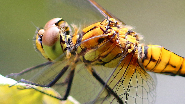 Insektensterben